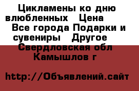 Цикламены ко дню влюбленных › Цена ­ 180 - Все города Подарки и сувениры » Другое   . Свердловская обл.,Камышлов г.